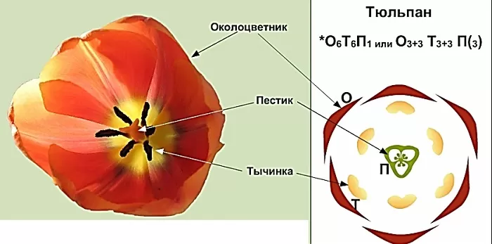 Формула тюльпана