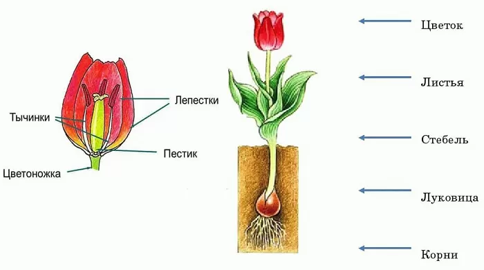 Строение тюльпана