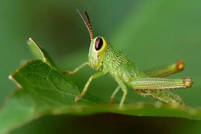 Личинка кузнечика Личинка кузнечика