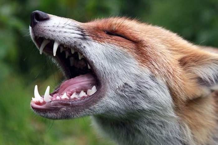 Зубы лисы