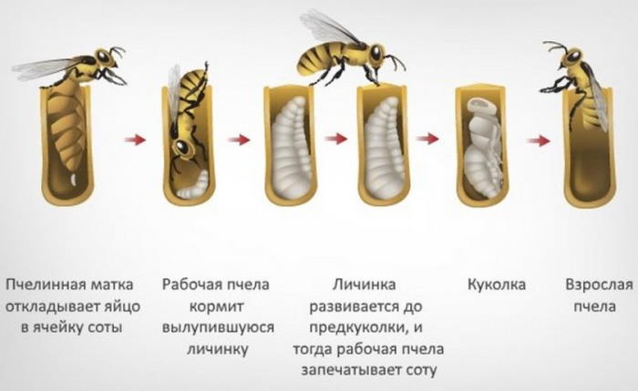 размножение рабочих пчел