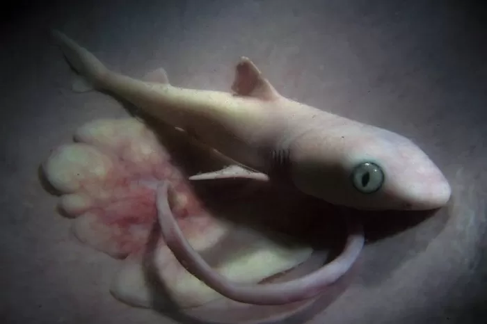 Зародыш акулы
