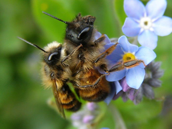 пчелы не участвуют в размножении