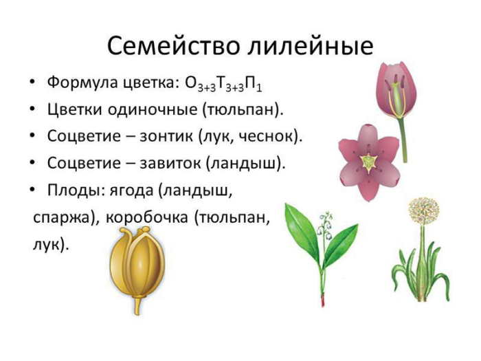 растения семейства лилейные