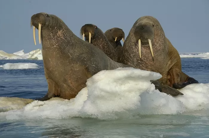 Моржи Моржи