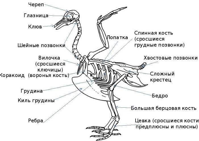 Скелет птиц