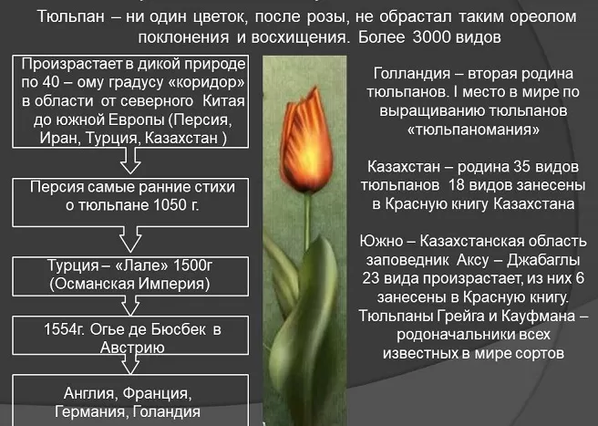 История тюльпанов