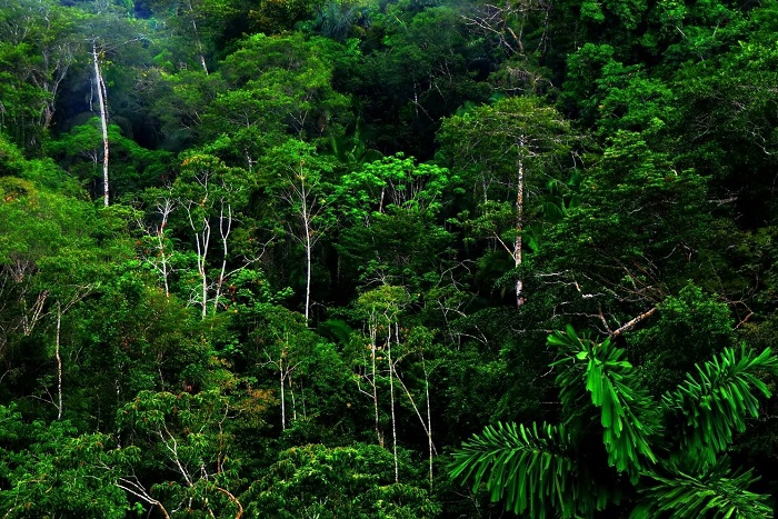 Деревья тропического леса
