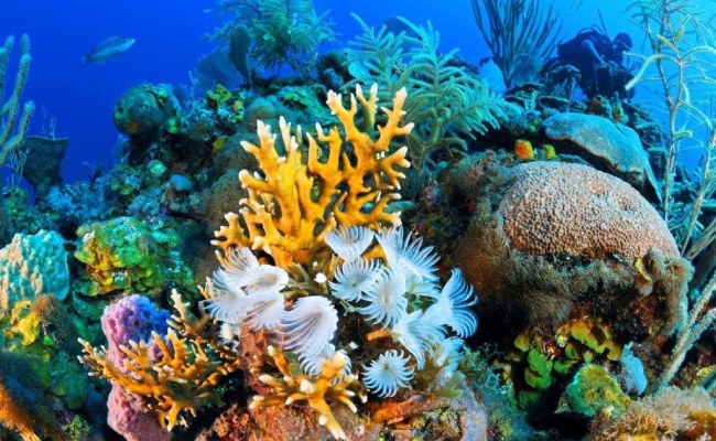 Адриатическое море флора и фауна