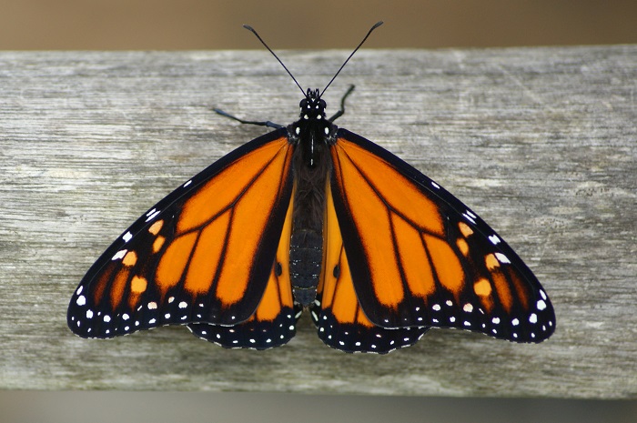 Симметрия бабочки