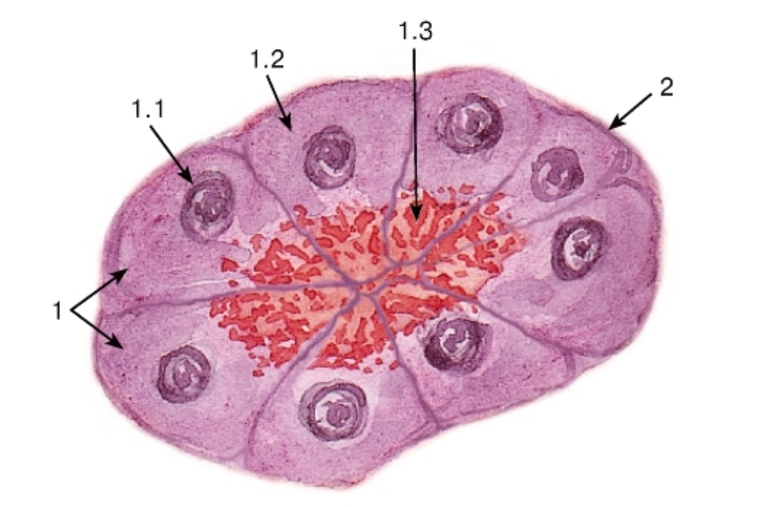 Диффузные железистые клетки