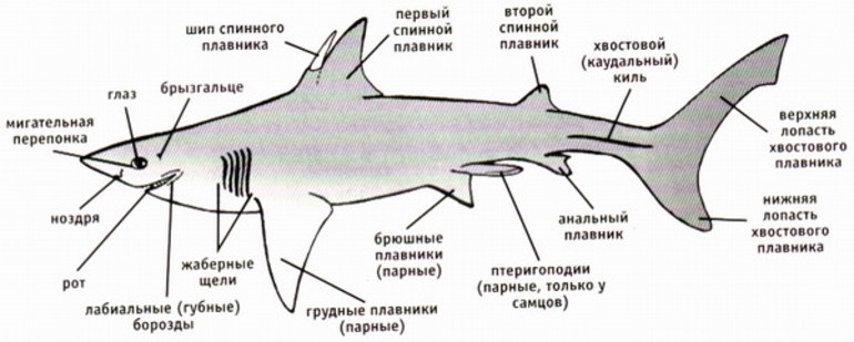 Строение тела белой акулы
