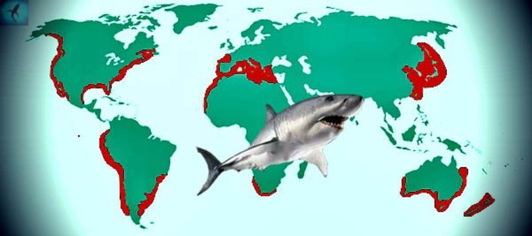 Места обитания белой акулы