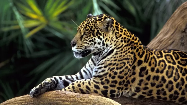 Ягуар — крупнейший представитель семейства кошачьих
