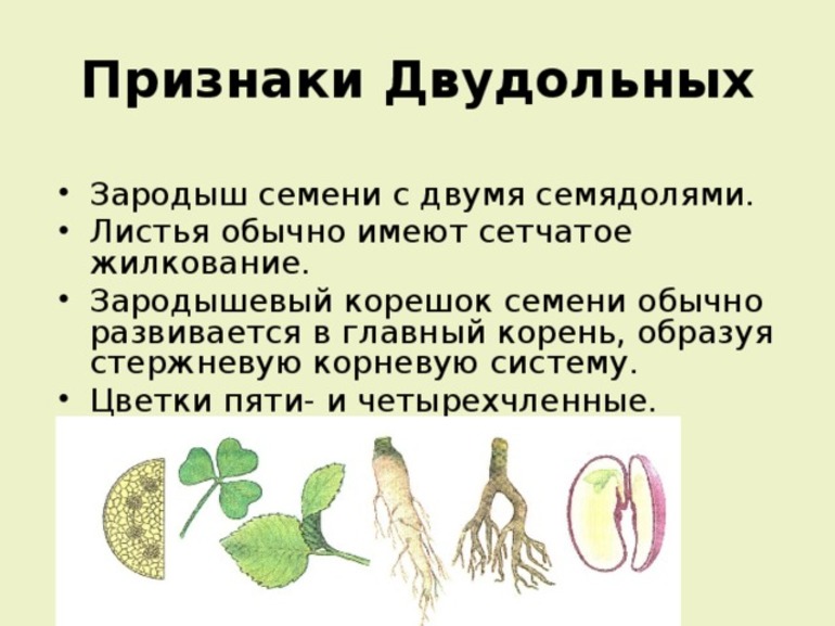 Признаки двудольных растений