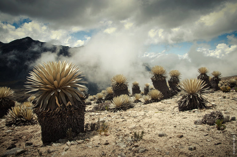  Кактусы в пустыне Южной Америки