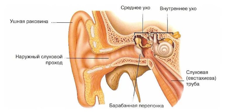 Что расположено в средней части уха