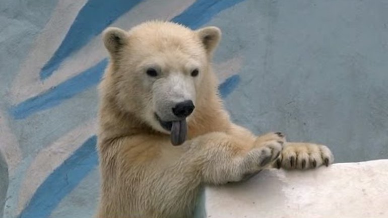 Белый медведь вылизывается 