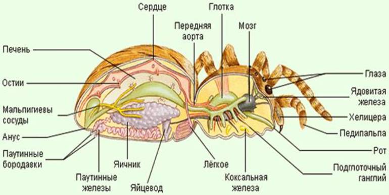 Внутренние органы муравья