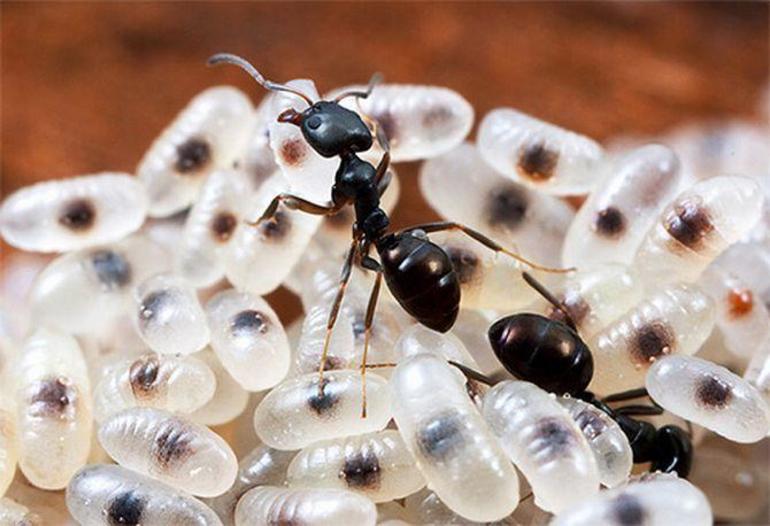 Польза и вред муравьев