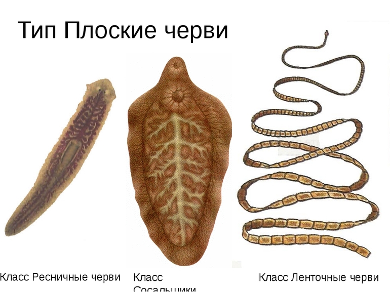Плоские черви виды