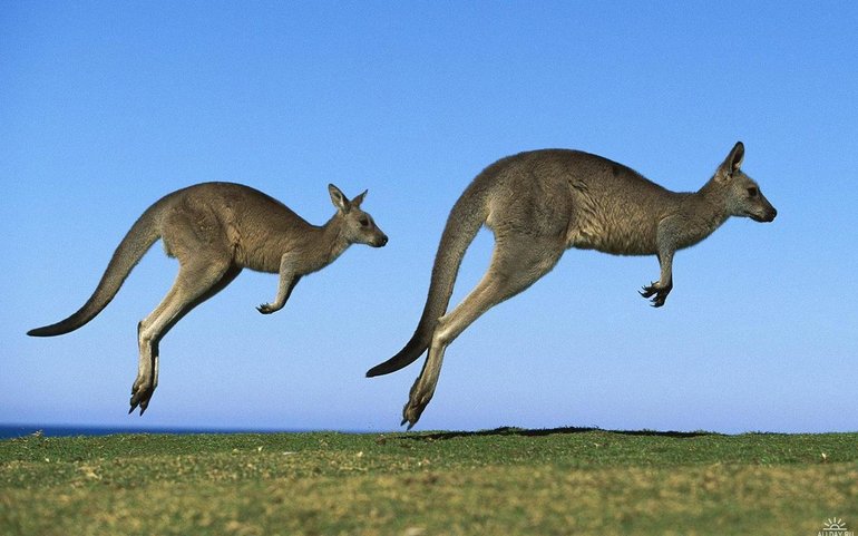 На суше кенгуру передвигают вместе задние ноги,