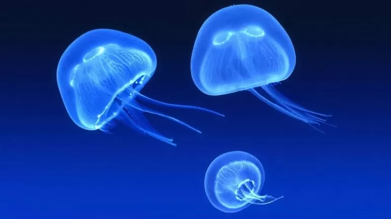 Медузы обитают только в морской воде.