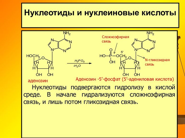 Сходство и различия фотосинтеза и хемосинтеза