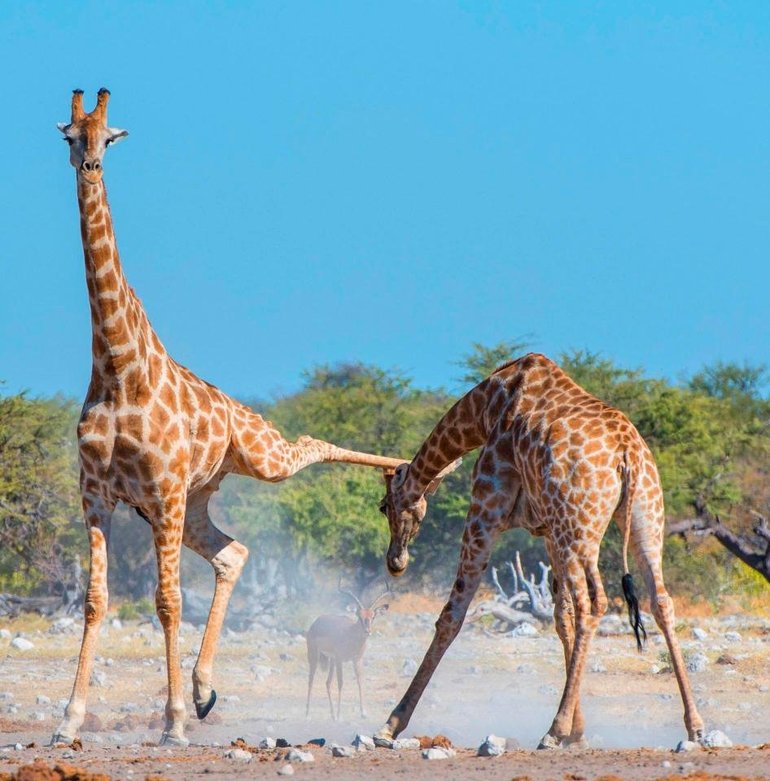 Что кушает жираф