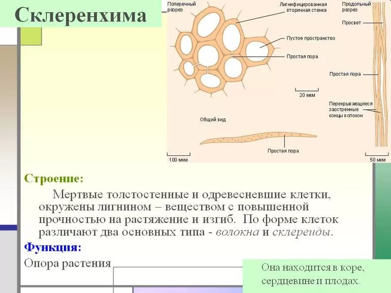 Склеренхима