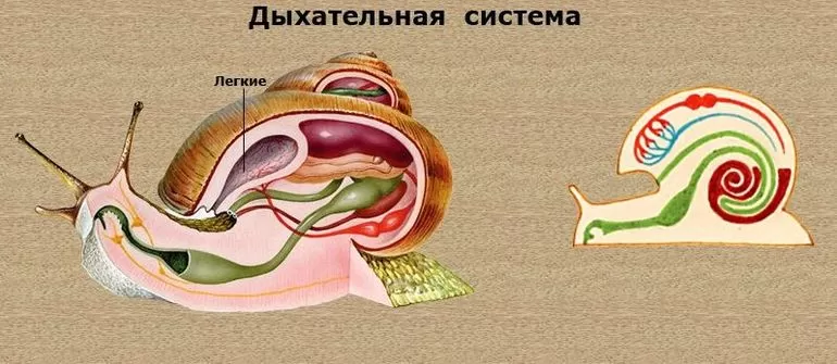Дыхательная система прудовика