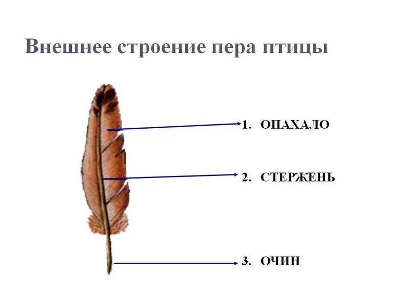 Строение перьевого покрова