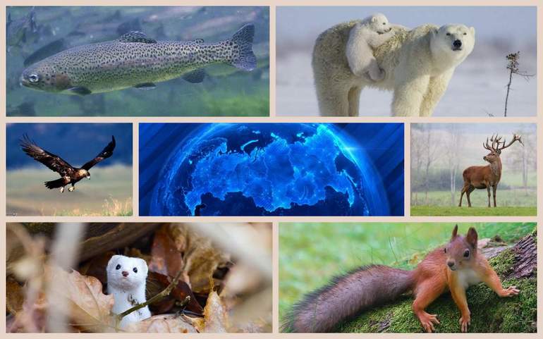Ресурсы животного мира