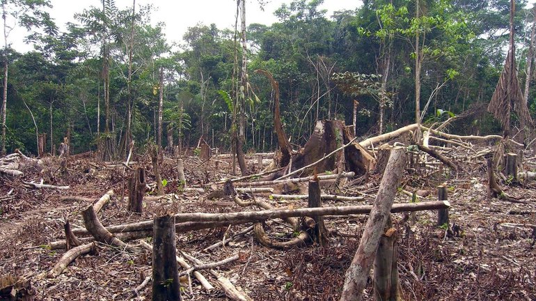 Массовая вырубка амазонских лесов