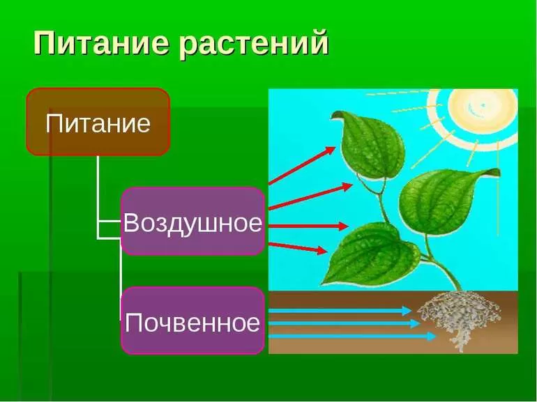 Почвенное питание растений