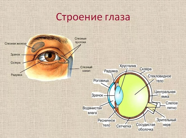  строение глаза человека схема с описанием подробно