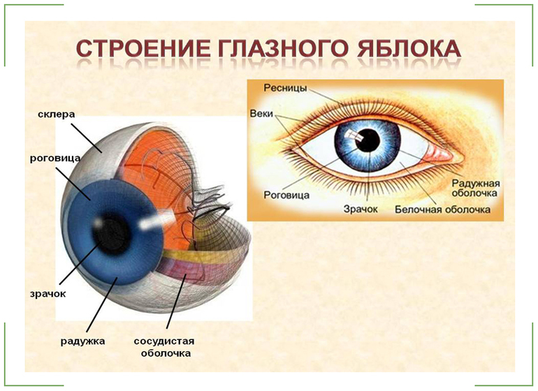  строение глаза человека схема с описанием