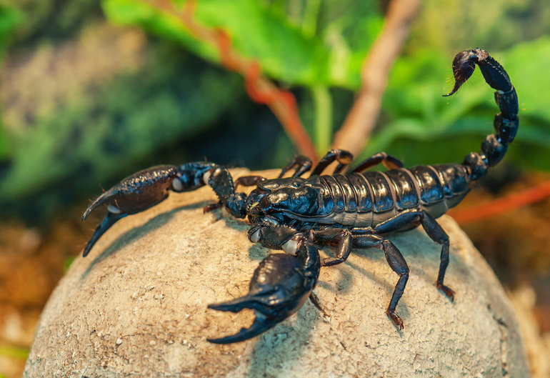 Значение скорпионов в природе 
