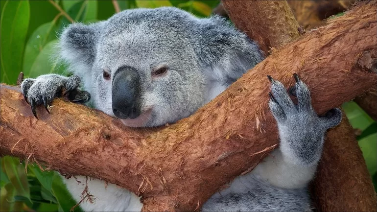 Где живёт коала