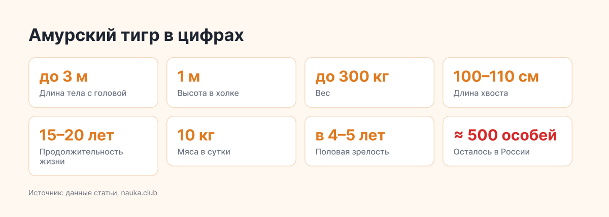 Амурский тигр в цифрах: длина до 3 м, вес до 300 кг, живёт 15–20 лет, в России около 500 особей