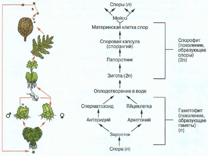 какое поколение преобладает в жизненном цикле водорослей мхов папоротников семенных растений