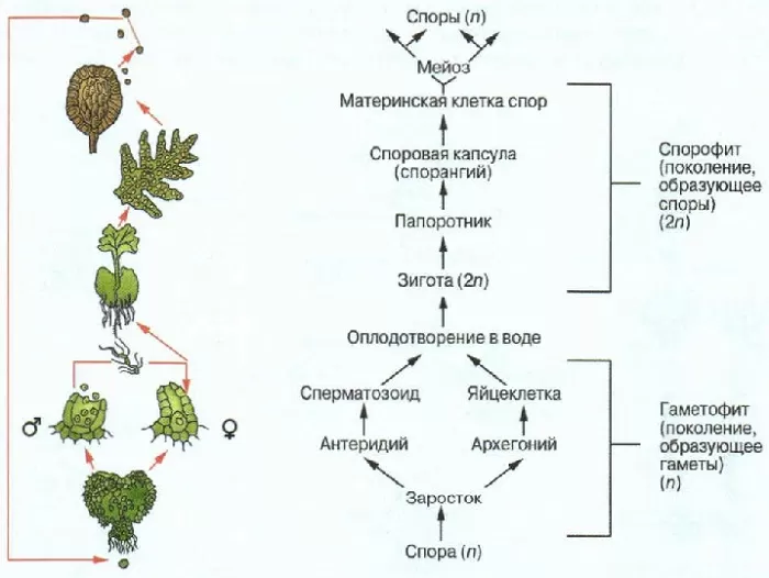 В жизненном цикле мхов преобладает спорофит гаметофит thumbnail