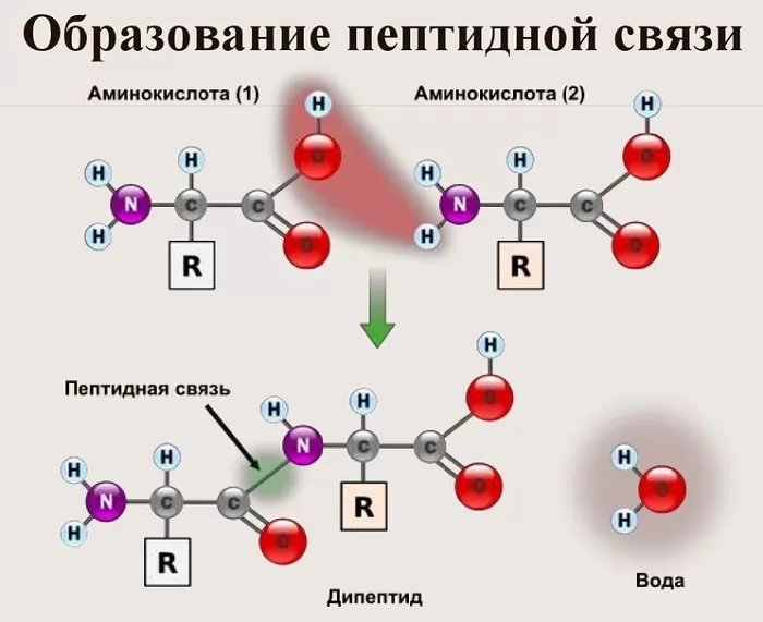 Как образуется пептидная связь