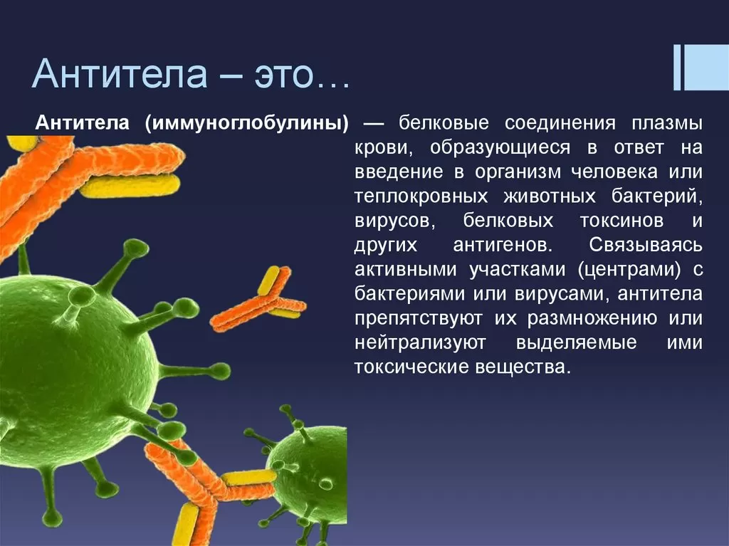 Антитела Антитела