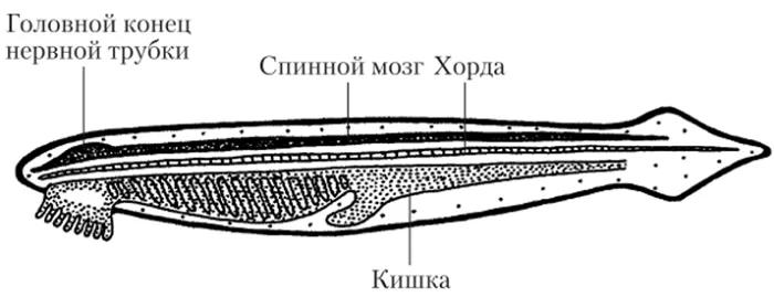 Нервная система ланцетника Нервная система ланцетника