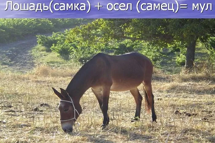 Межвидовый гибрид Межвидовый гибрид