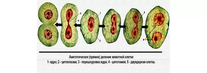 Амитоз Амитоз