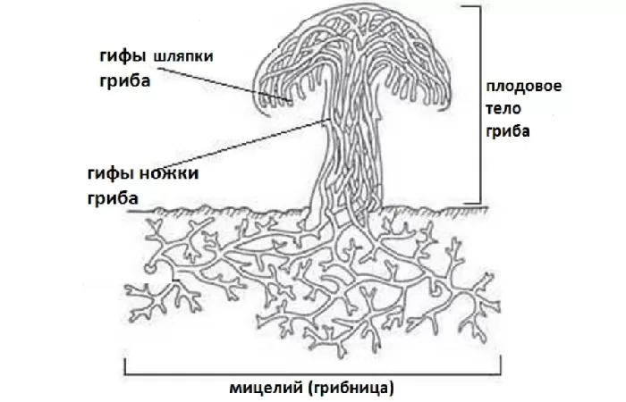 Гифы гриба Гифы гриба