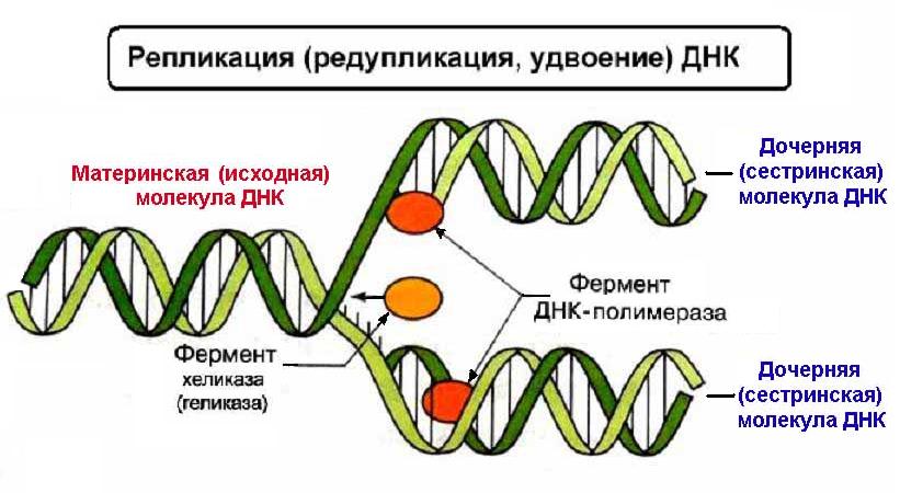 ДНК - редупликация