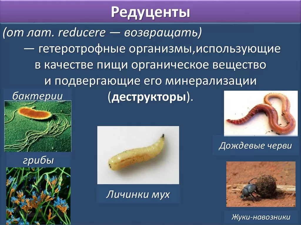 Редуценты Редуценты